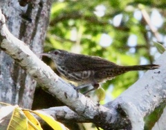 Campylorhynchus turdinus