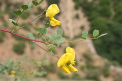 Colutea