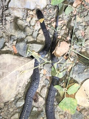 Pareas margaritophorus