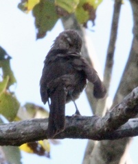 Campylorhynchus turdinus