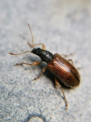 Phyllobius oblongus
