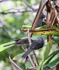 Campylorhynchus turdinus