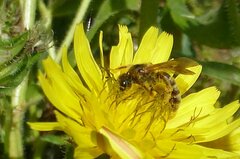 Halictus scabiosae