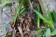 Campylorhynchus turdinus