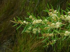 Metrosideros angustifolia