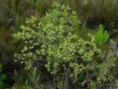 Metrosideros angustifolia