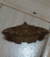 Anticarsia irrorata