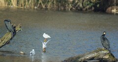Phalacrocorax carbo