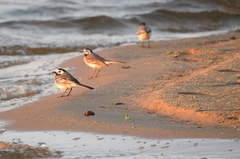 Motacilla alba alba