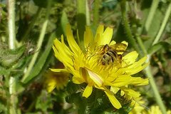 Halictus scabiosae