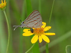 Hemiolaus caeculus
