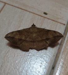 Anticarsia irrorata