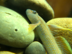 Rhinogobius candidianus