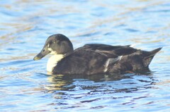 Anas platyrhynchos domesticus