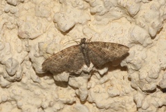Eupithecia dodoneata