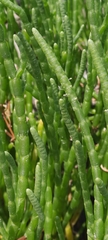 Salicornia perennis