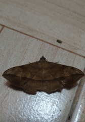 Anticarsia irrorata