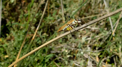 Scaphura elegans