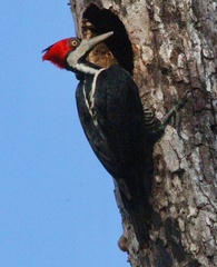 Campephilus melanoleucos