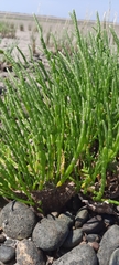 Salicornia perennis