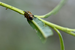 Chrysomela vigintipunctata