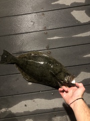 Paralichthys californicus