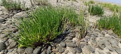 Salicornia perennis
