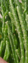 Salicornia perennis