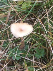 Lentinus