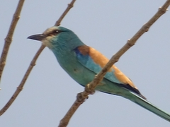 Coracias abyssinicus