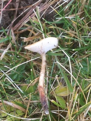 Lentinus