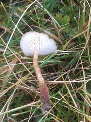 Lentinus