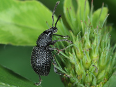 Otiorhynchus pinastri
