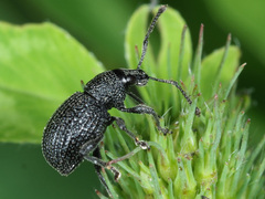 Otiorhynchus pinastri