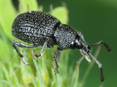 Otiorhynchus pinastri