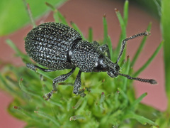 Otiorhynchus pinastri
