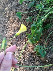 Oxalis pes-caprae
