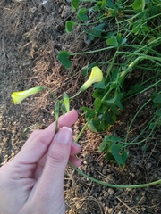 Oxalis pes-caprae