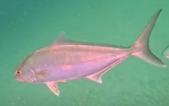 Seriola