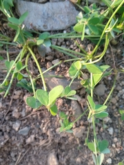 Oxalis pes-caprae