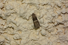Elegia similella