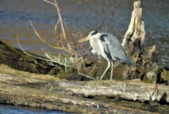 Ardea cinerea