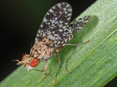 Trypetoptera punctulata