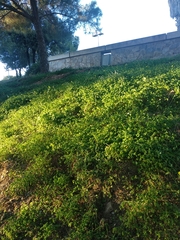 Oxalis pes-caprae