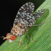 Trypetoptera punctulata - Photo 由 Felix Riegel 所上傳的 (c) Felix Riegel，保留部份權利CC BY-NC