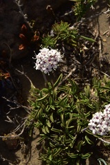 Valeriana fonkii