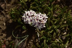 Valeriana fonkii