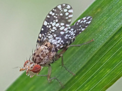 Trypetoptera punctulata