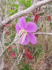 Melastoma malabathricum