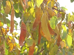 Piliostigma thonningii